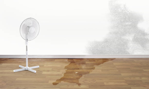 Best Water damage repair service  in Riviera Beach, FL